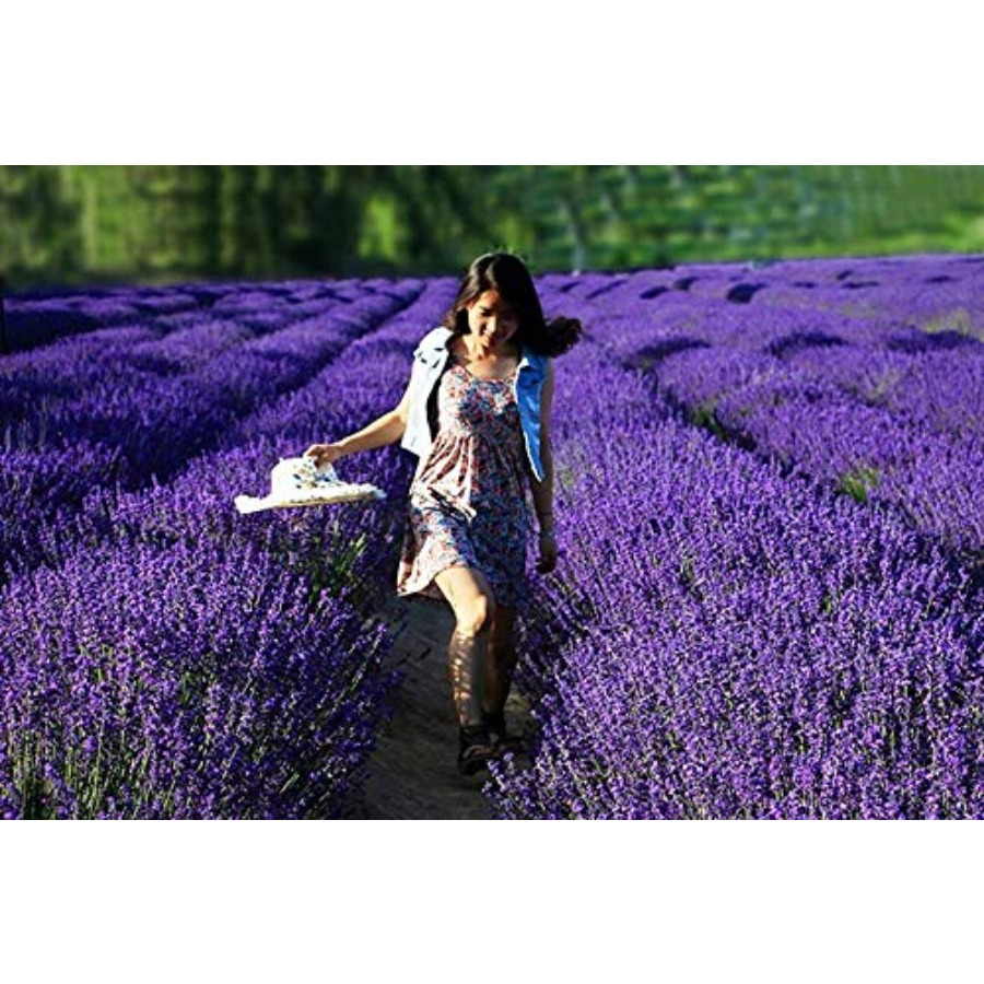 Lavender Sachet Bags, Natural  - Home Fragrance Sachet 리뷰 및 가격